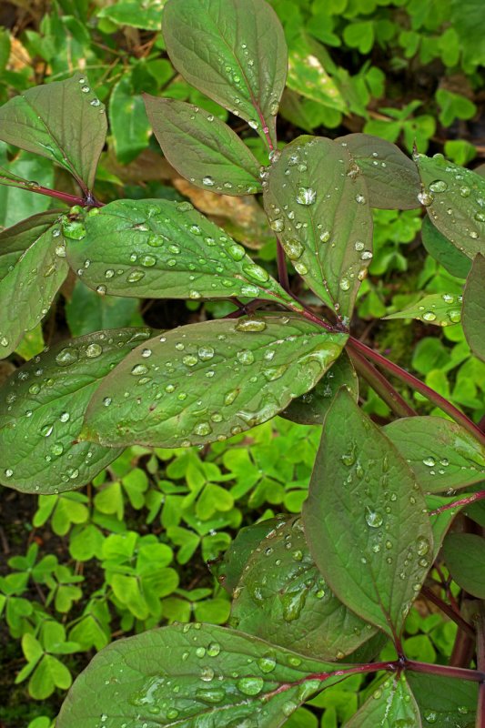Paeonia japonica