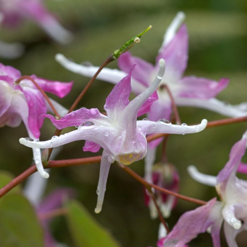 Epimedium grandiflorum Tama-no-Gempei