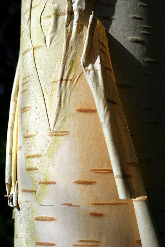 Betula jacquemontii