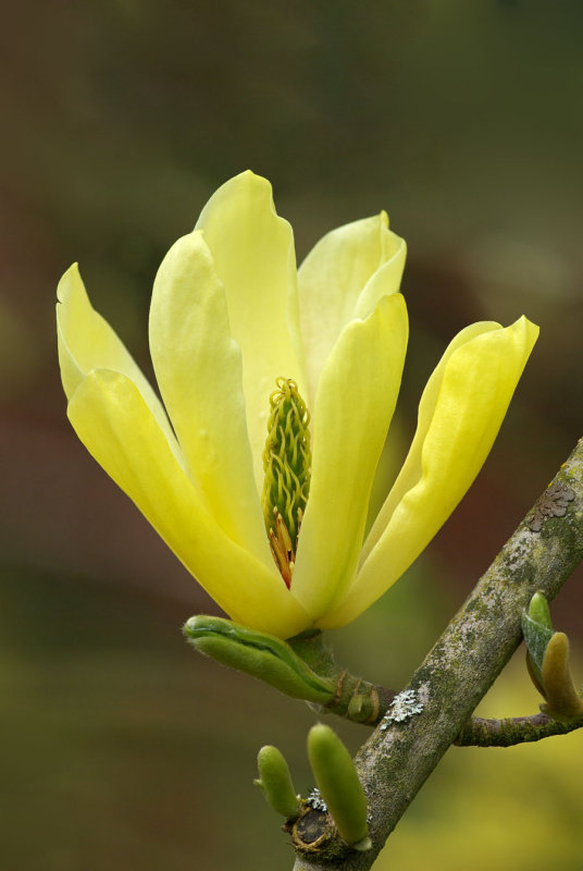 Magnolia  Elizabeth