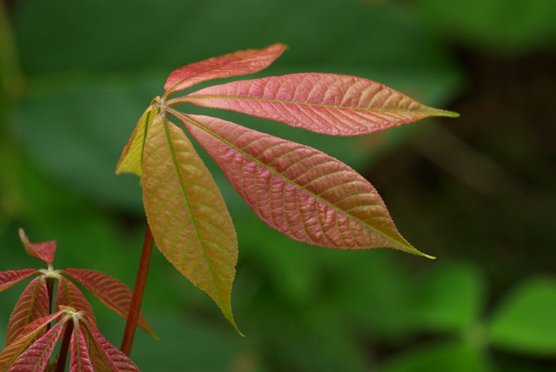 Aesculus parviflora