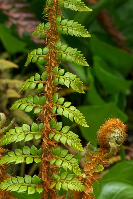 Polystichum setiferum