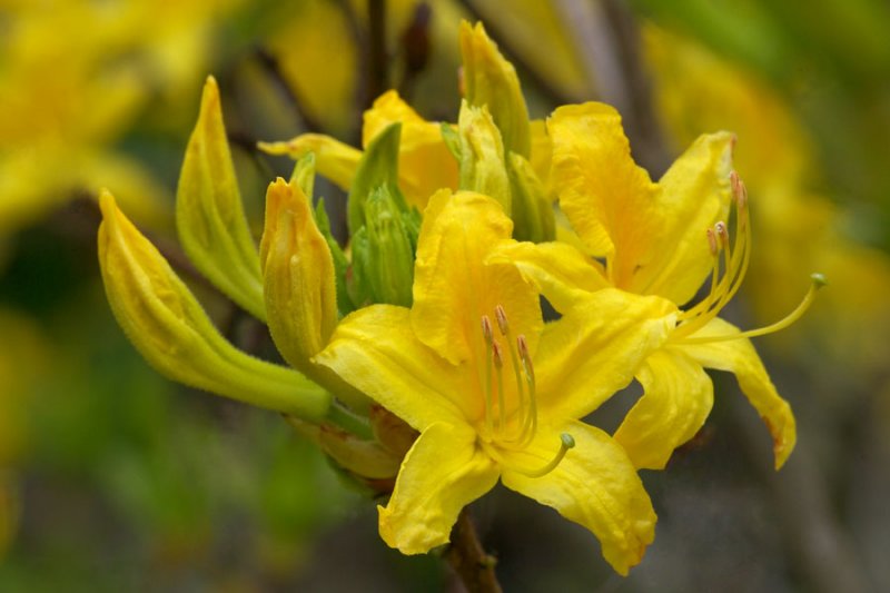 Rhododendron luteum Golden Comet
