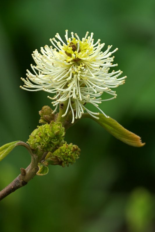 Fothergilla gardenii