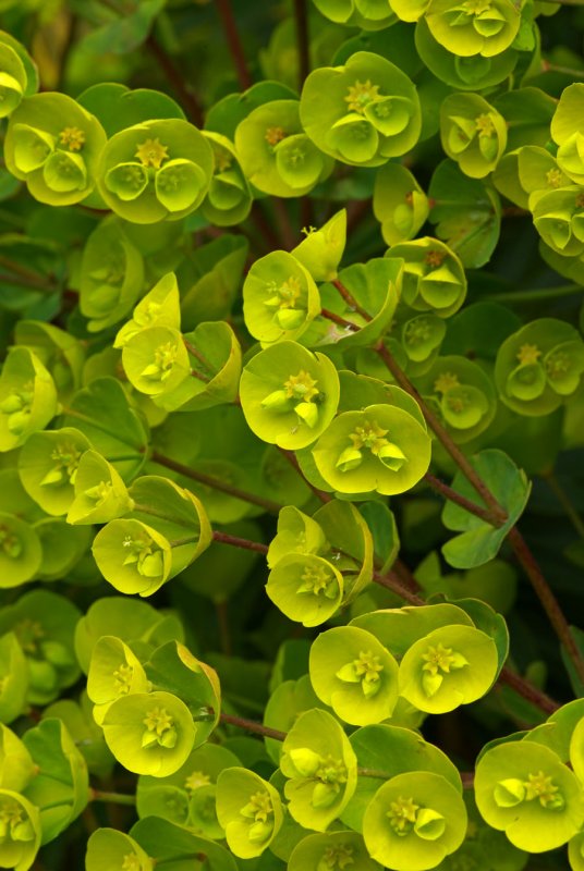 Euphorbia