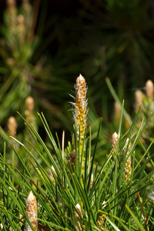 Pinus