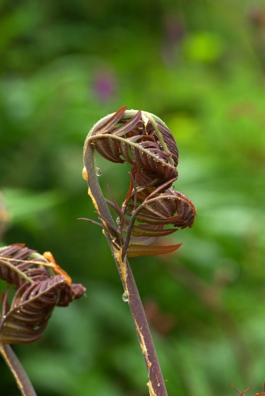 Osmunda regalis Purpurascens
