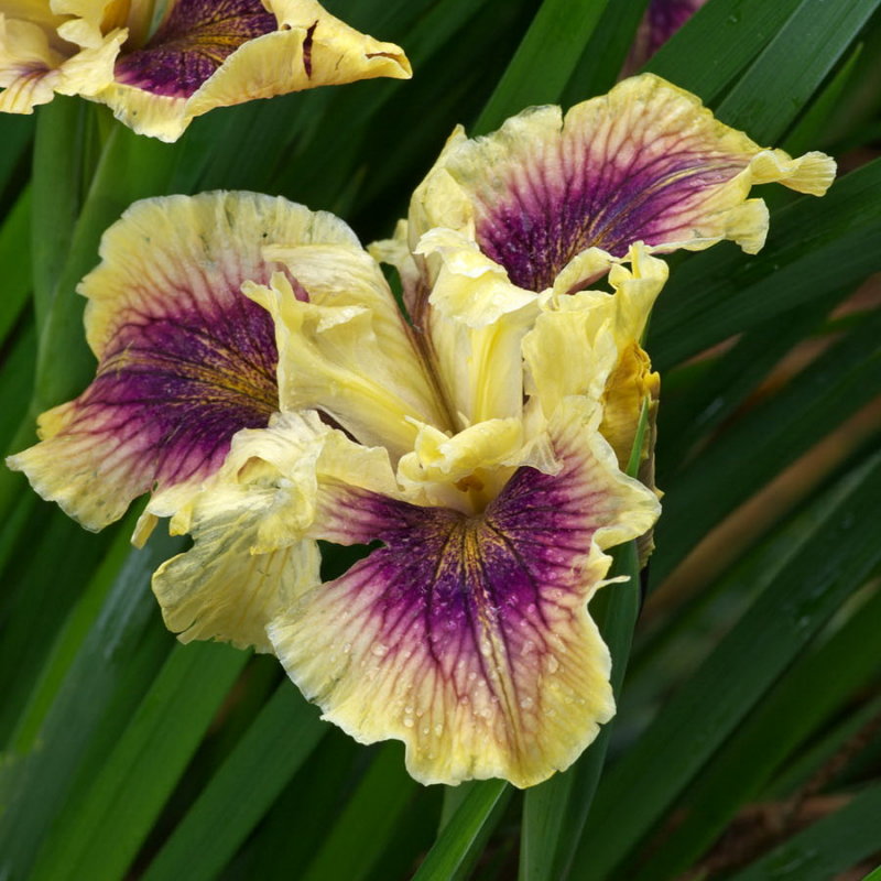 Pacific Coast Iris