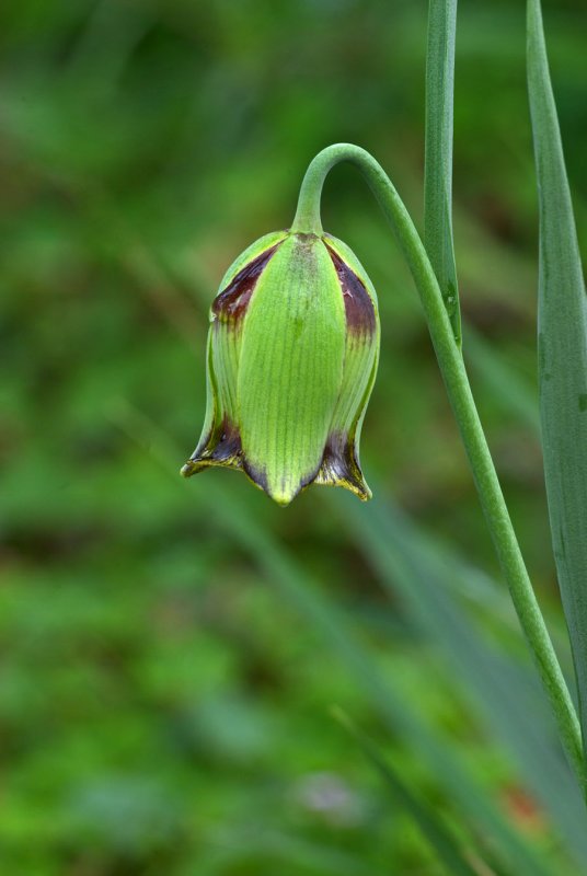 Fritillaria acmopetala