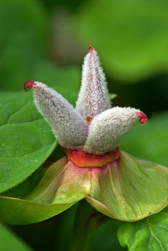 Paeonia wittmanniana