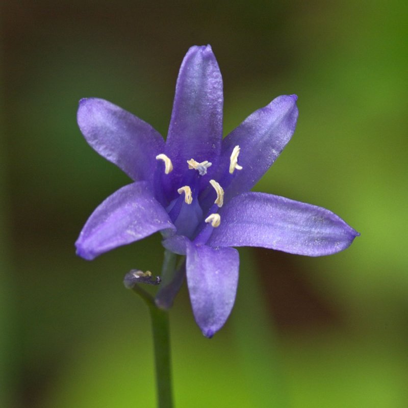 Hyacinthoides sp