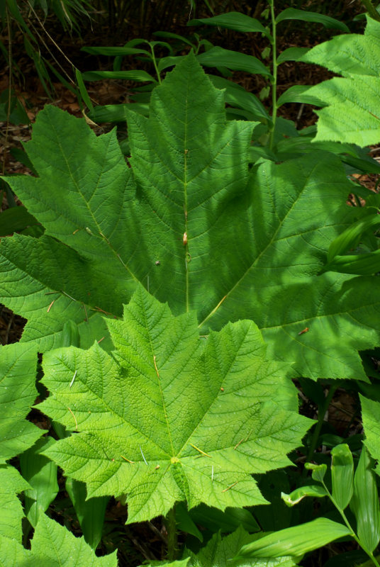 Oplopanax horridus