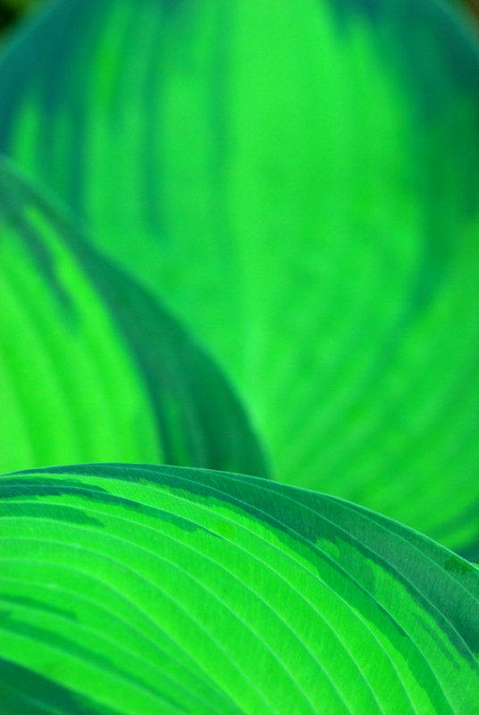 Hosta