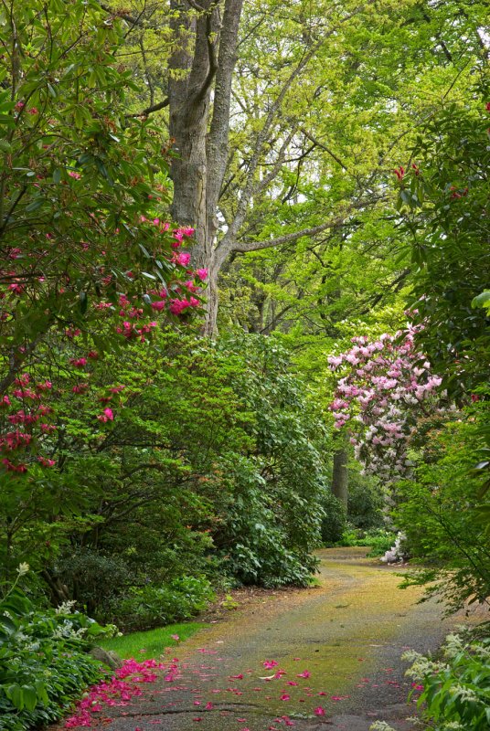 Olmsted Drive - May
