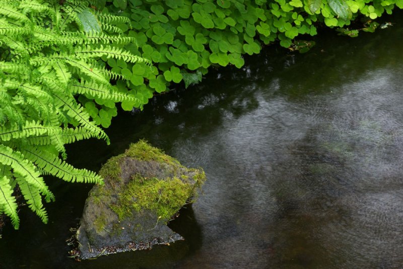 pond