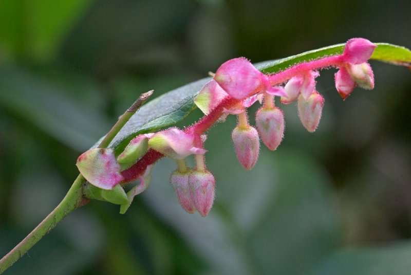 Gaultheria shallon