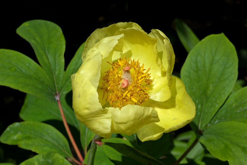 Paeonia mlokosewitschii