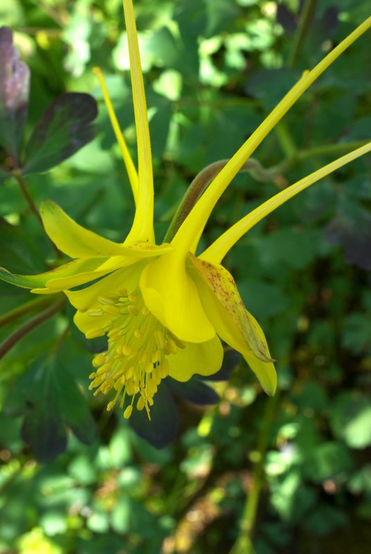 Aquilegia sp. Swallowtail