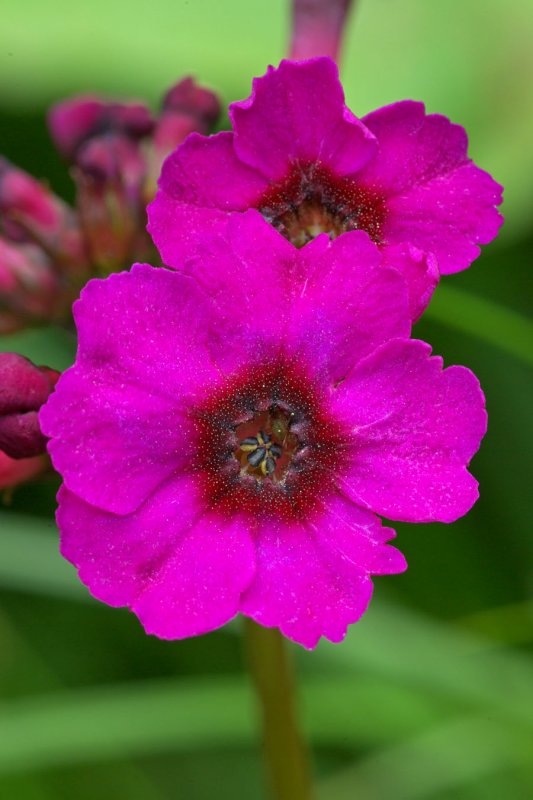 Primula japonica