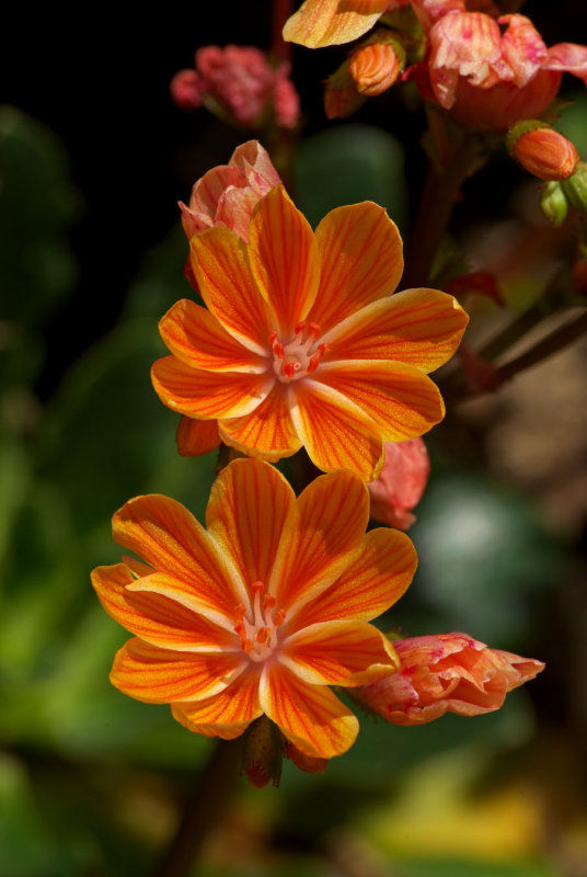 Lewisia cotyledon
