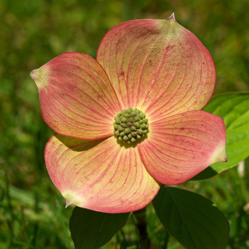 Cornus x. Rutgers Pink