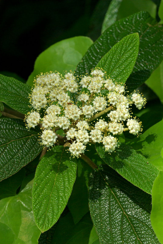 Viburnum rhytidophyllum