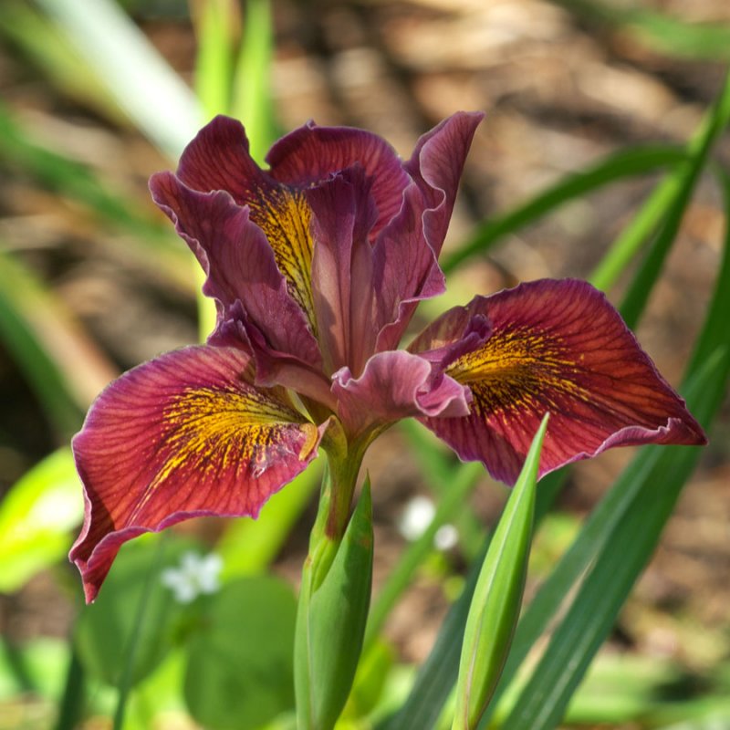 Pacific Coast Iris