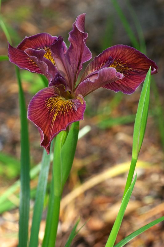 Pacific Coast Iris
