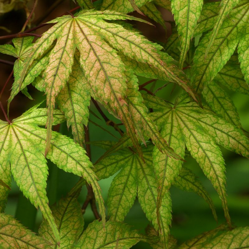 Acer palmatum