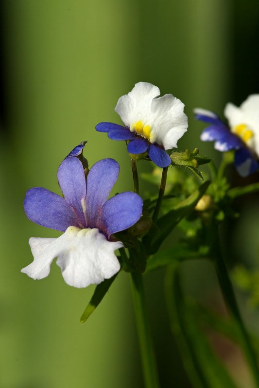 viola