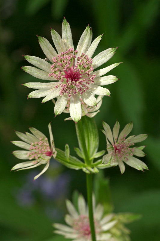 Astrantia major