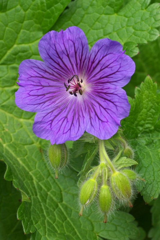 Geranium x. magnificum