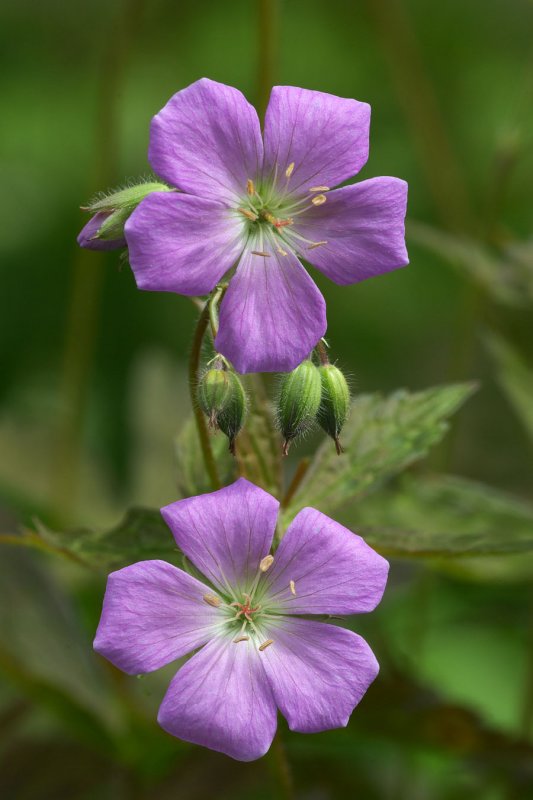 Geranium Elizabeth Ann