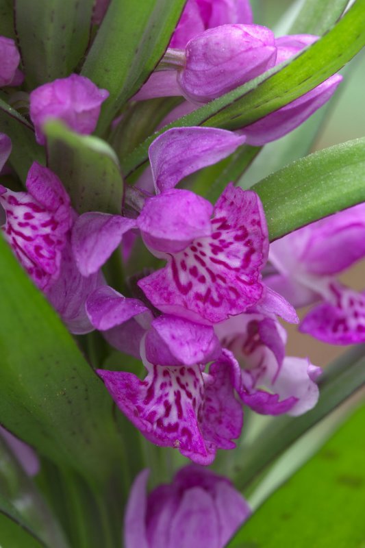 Dacytylorhiza maculata