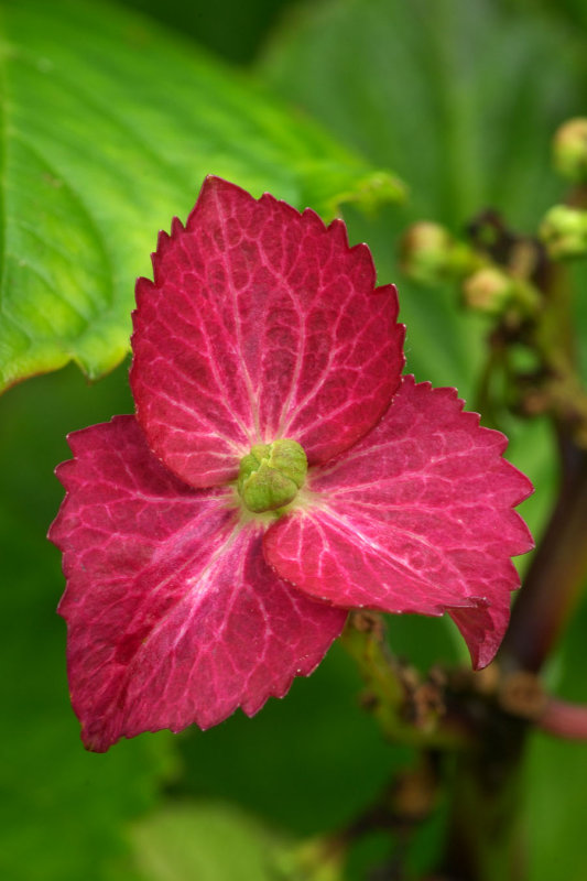 hydrangea