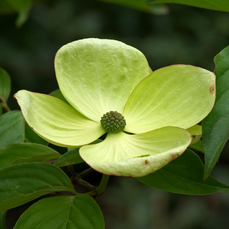 Cornus kousa Venus