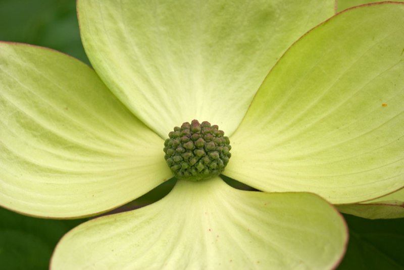 Cornus kousa Venus