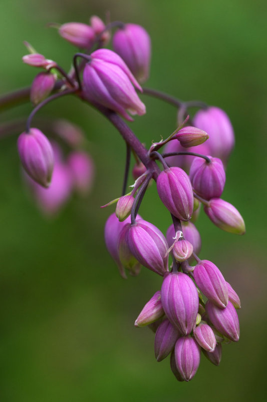 Thalictrum delavayi