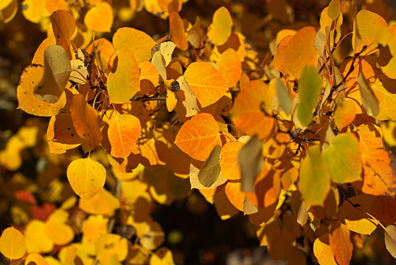 leaves