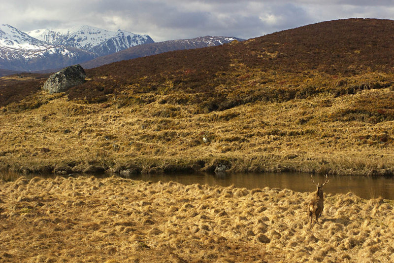 Red Deer (lower right)