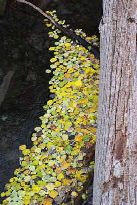 Leaves on the water