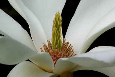 Magnolia