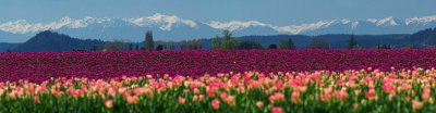 Tulips and Olympic Mtns
