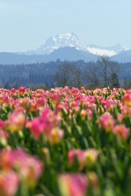 Tulips and Cascades Mtns.