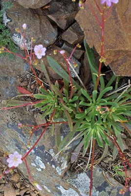 Columbia lewisia