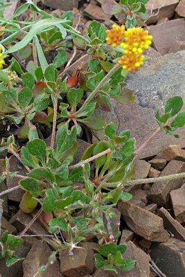 Sulphur-flower buckwheat