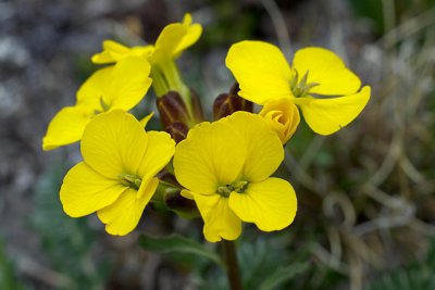 Erysimum arenicola