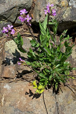 Arabis drummondii