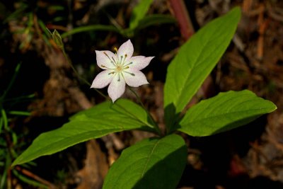 Trientalis borealis ssp. latifolia