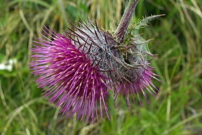 Cirsium edule var. macounii